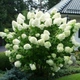 Саженцы Гортензии метельчатой Полярный медведь (Hydrangea paniculata Polar bear) Р9 - изображение 1