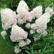 Саженцы Гортензии метельчатой Полярный медведь (Hydrangea paniculata Polar bear) Р9 - изображение 2