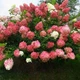 Саджанці Гортензії волотистої Сандей Фрайз (Hydrangea paniculata Sundae Fraise) Р9 - зображення 3