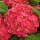Саджанці Гортензії крупнолистної Лойтфоер (Hydrangea macrophylla Leuchtfeuer) Р9 - зображення 1