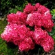 Саженцы Гортензии метельчатой Вимс Ред (Hydrangea paniculata Wim's Red) Р9 - изображение 2