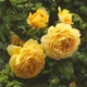 Саженцы английской розы Голден Селебрейшен (Rose Golden Celebration), сеянец - изображение 2