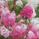 Саженцы Гортензии метельчатой Самарская Лидия / Ренсам Франбонзини (Hydrangea paniculata Samarskya Lydia) Р9 - изображение 2