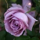 Саженцы плетистой розы Индиголетта (Rose Indigoletta), сеянец - изображение 3