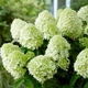 Саженцы Гортензии метельчатой Литл Спуки (Hydrangea paniculata Little Spooky) Р9 - изображение 2