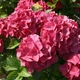 Саженцы Гортензии крупнолистной Ред Барон (Hydrangea macrophylla Red Baron) Р9 - изображение 1