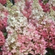 Саженцы Гортензии метельчатой Канделайт (Hydrangea paniculata Candlelight) Р9 - изображение 2
