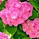 Саженцы Гортензии крупнолистной Форевер энд Эвер Пинк (Hydrangea macrophylla Forever & Ever Pink) Р9 - изображение 2