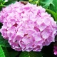 Саженцы Гортензии крупнолистной Эндлесс Саммер&nbsp;(Hydrangea macrophylla Endless Summer Pink) бесконечное лето Р9 - изображение 1