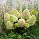 Саженцы Гортензии метельчатой Литл Фрайз (Hydrangea paniculata Little Fraise) Р9 - изображение 1