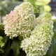 Саженцы Гортензии метельчатой Литл Фрайз (Hydrangea paniculata Little Fraise) Р9 - изображение 2
