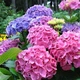 Саджанці Гортензії крупнолистної Форевер енд Евер (Hydrangea macrophylla Forever & Ever Double Pink / Blue) Р9 - зображення 1