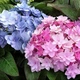Саджанці Гортензії крупнолистної Форевер енд Евер (Hydrangea macrophylla Forever & Ever Double Pink / Blue) Р9 - зображення 2