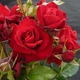 Саженцы плетистой розы Нахеглут (Rose Naheglut), сеянец - изображение 1
