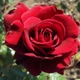 Саженцы плетистой розы Нахеглут (Rose Naheglut), сеянец - изображение 2