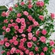 Саженцы плетистой розы Лавиния (Rose Lawinia), сеянец - изображение 2