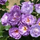 Саженцы розы флорибунда Блю фо Ю (Rose Blue for You), сеянец - изображение 1