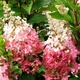 Саженцы Гортензии метельчатой Пинки Винки (Hydrangea paniculata Pinky Winky) Р9 - изображение 3