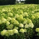 Саджанці Гортензії волотистої Лаймлайт (Hydrangea paniculata Limelight) Р9 - зображення 1