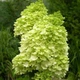 Саженцы Гортензии метельчатой Мохито (Hydrangea paniculata Mojito) Р9 - изображение 1