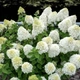 Саженцы Гортензии метельчатая Шуга Раш (Hydrangea paniculata Sugar Rush) Р9 - изображение 2
