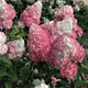 Саженцы Гортензии метельчатой Пинк Леди (Hydrangea paniculata Pink Lady) Р9 - изображение 1