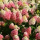 Саженцы Гортензии метельчатой Строуберри Блоссом ( Hydrangea paniculata Strawberry Blossom) Р9 - изображение 1