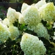 Саджанці Гортензії волотистої Сільвер Долар (Hydrangea paniculata Silver Dollar) Р9 - зображення 2