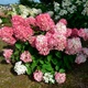 Саженцы Гортензии метельчатой Пинки Промис (Hydrangea paniculata Pinky Promise) Р9 - изображение 2