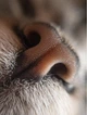 Об'єктив лінзи для смартфона 3в1 Ширококутна, Макро, Риб'яче око (fish eye) Macro линза - зображення 5