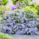 Кореневища Яскрава Флокс Fabulous Blue Dark Center (контейнер 0.5 л) (43248) - зображення 1