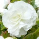 Клубни Яскрава Бегония New Star White (42958) (1шт) - изображение 2