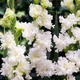 Луковицы Яскрава Гладиолус Гофрированный Oсtopus (39802) (3шт) - изображение 1