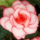 Клубни Яскрава Бегония Picotee White Red (42942) (1шт) - изображение 2