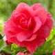 Бульби Яскрава Бегонія New Star Pink (42963) (1шт) - зображення 2
