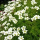 Саженцы Камнеломки Арендса белая (Saxifraga Arendsii) Р9 - изображение 2