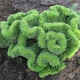 Саджанці Очитку відігнутого гребінчастого Кристатум (Sedum reflexum Cristatum) Р9 - зображення 1