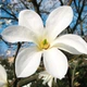 Саженцы Магнолии Кобус (Magnolia Kobus) P9 - изображение 1