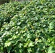 Саженцы Винограда Вичи, привитого (Parthenocissus tricuspidata Veitchii), Р11 (1л) - изображение 2