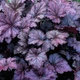 Саженцы Гейхеры Новое Платье Императора (Heuchera Emperor's New Clothes Purple) Р9 - изображение 1