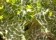 Расторопша пятнистая Панацея GL Seeds 0,5 г - изображение 4