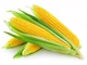 Кукурудза цукрова Вега F1 GL Seeds 20 г - зображення 2