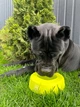 Миска-непроливайка WAUDOG Silicone, желтая, 750 мл (50788) - изображение 6