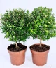 Мирт Myrtus communis на штамбі, висота 30-40 см, 12 горщик - изображение 3