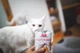 Вологий корм Brit Care Cat Pouch для котів, філе в соусі, пікантний лосось, 85 г (1111162663) - изображение 3