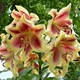 Цибулини Яскрава Лілія ОТ гібрид Holland Beauty (33902) (1шт) - зображення 2