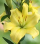 Цибулини Яскрава Лілія LA гібрид Yellow miracle (43030) (1шт) - зображення 1