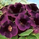 Бульби Яскрава Глоксинія Kaiser Violacea (37054) (1шт) - зображення 2