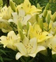 Цибулини Яскрава Лілія LA гібрид Yellow miracle (43030) (1шт) - зображення 2