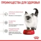 Корм Royal Canin Kitten для котят на каждый день (до 12 месяцев) набор корму 2 кг + 4 паучи - изображение 5
